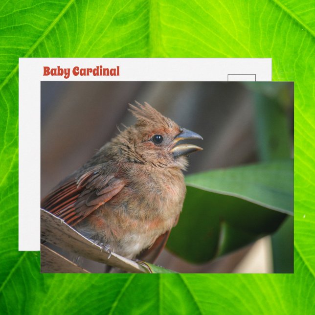 Baby Bird Cardinal Wildlife Cute Photo Postcard (Creator Uploaded)