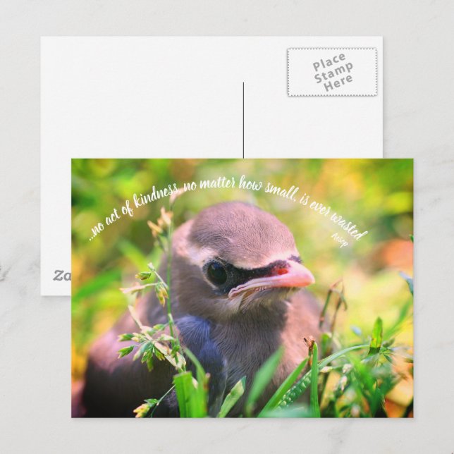 Baby Bird Inspirational Acts Of Kindness Quote  Postcard (Front/Back)