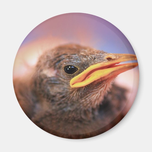 Baby Bird Magnet (Front)