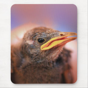 Baby Bird Mouse Pad