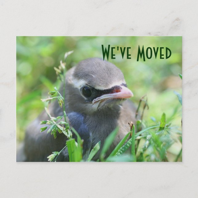 Baby Bird Nouvelle adresse Carte postale Nature (Devant)
