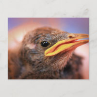Baby Bird
