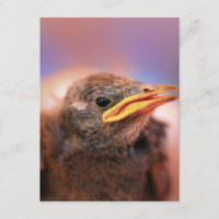 Baby Bird