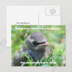Baby Bird Too Cute Humorous  Postcard