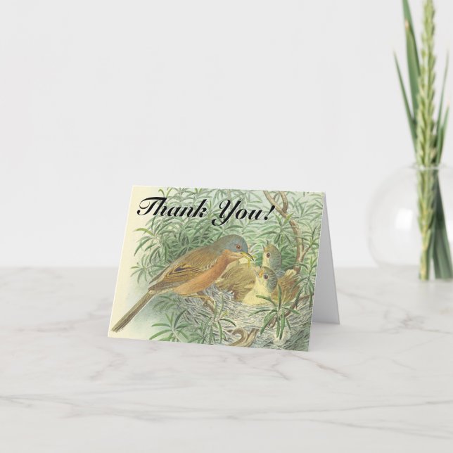Baby Birds dans un nid "Merci !" Carte postale (Devant)