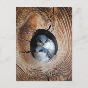 Baby Birds Postcard