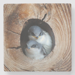Baby Birds Stone Coaster