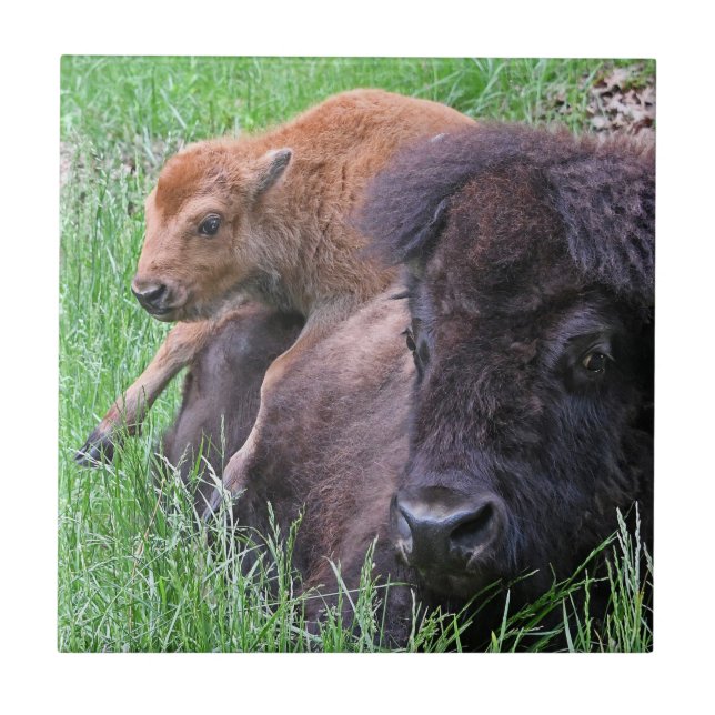 Baby Bison Calf Playin On Mom's Back Tile (Front)