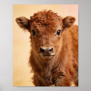 Baby Bison Portrait – Prairie Nursery Wall Art
