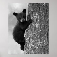 Baby Black Bear cub in Tree Rustic
