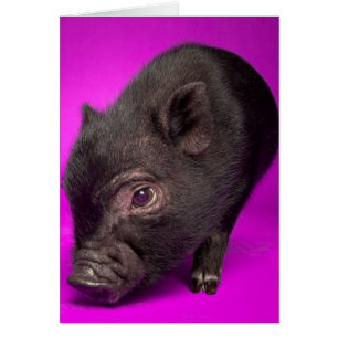 Baby Black Pig