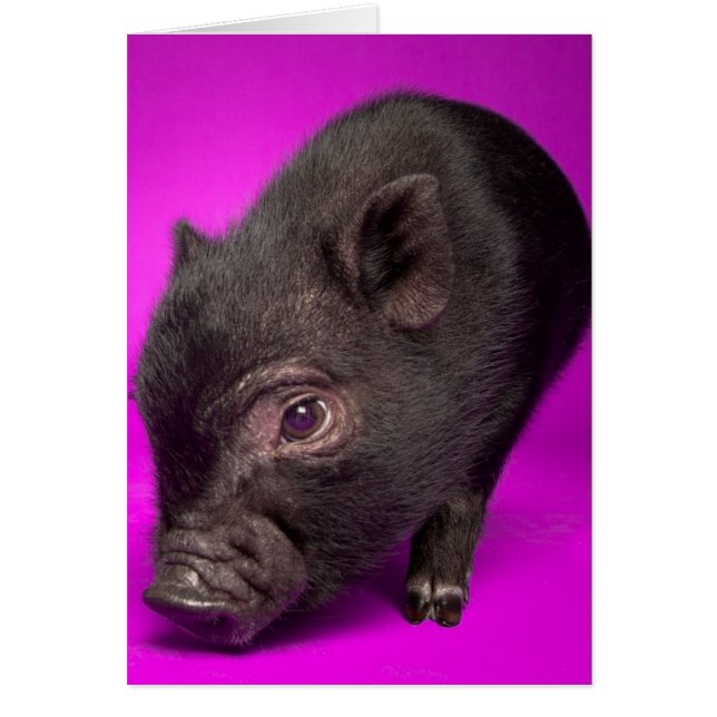Baby Black Pig (Front)