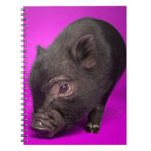 Baby Black Pig Notebook