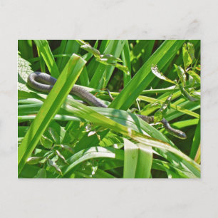 Baby Black Rat Snake - Elaphe obsoleta obsoleta Postcard