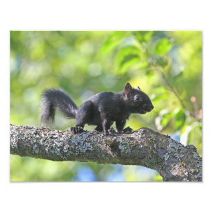 Baby Black Squirrel Photo Print