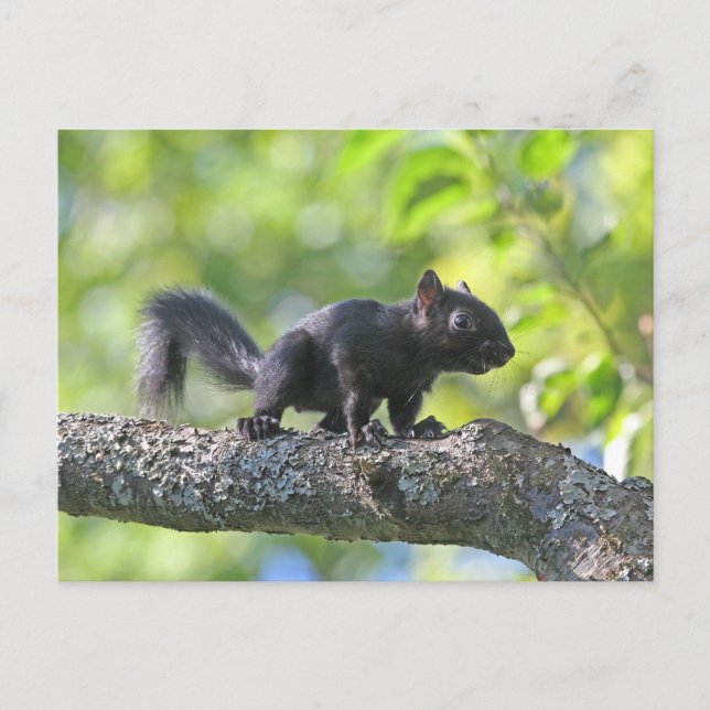 Baby Black Squirrel Postcard (Front)