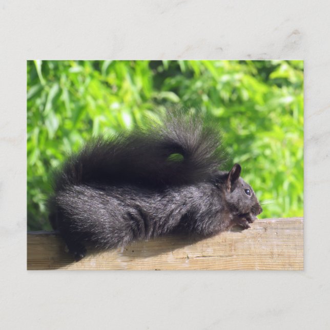 Baby Black Squirrel Sunbathing on Balcony Rail Postcard (Front)