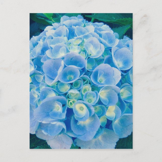 Baby blue hydrangea bloom postcard (Front)