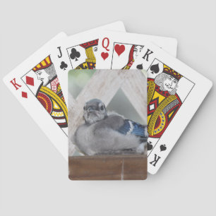 Baby Blue Jay Playing Cards