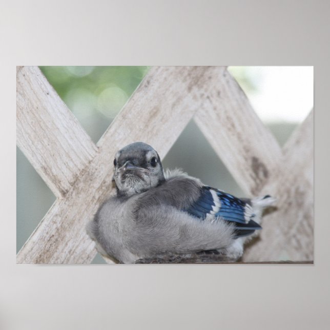 Baby Blue Jay Poster (Front)