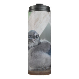 Baby Blue Jay Thermal Tumbler