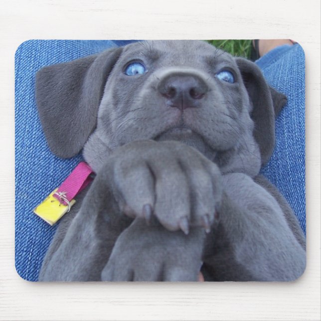 baby blue weimeraner mouse pad (Front)
