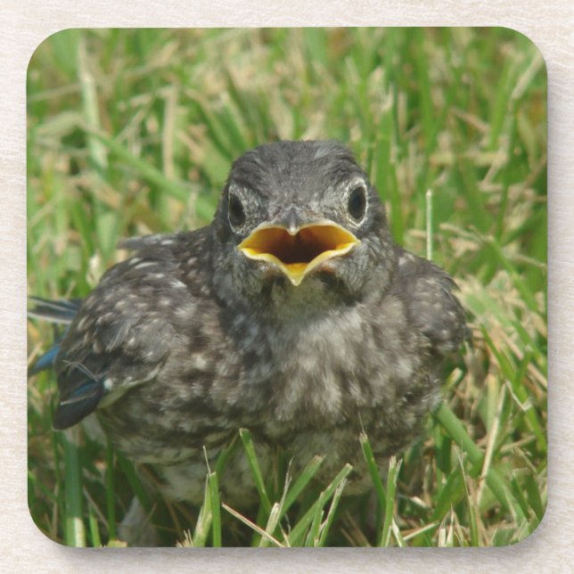 Baby Bluebird Coaster (Front)