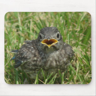 Baby Bluebird Mouse Pad