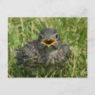 Baby Bluebird Postcard