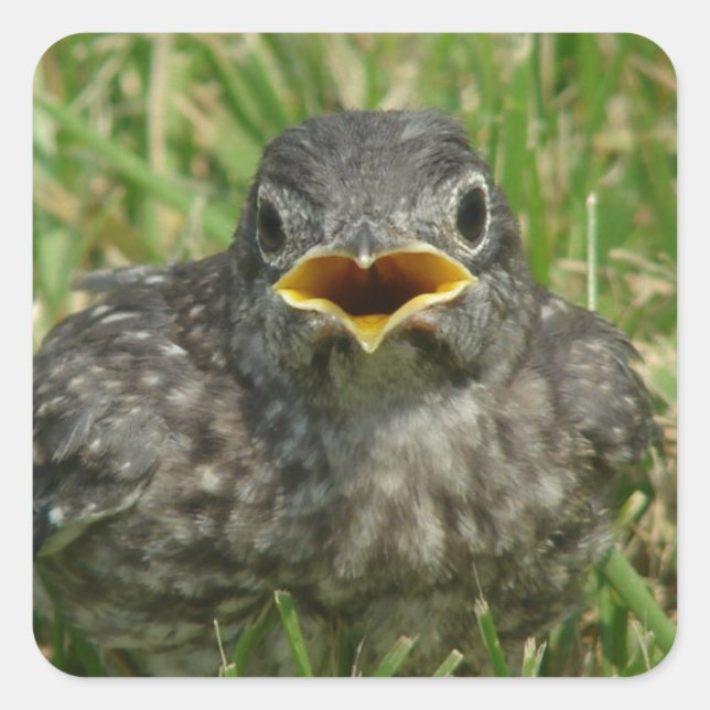 Baby Bluebird Square Sticker (Front)