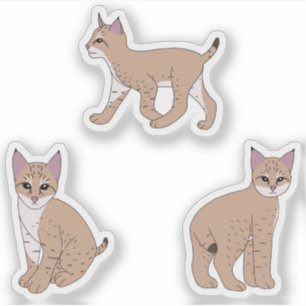 Baby Bobcats