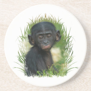 Baby Bonobo Ape Coaster