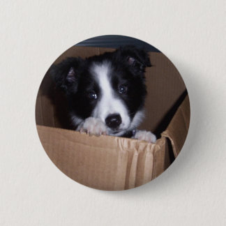 Baby Border Collie 2 Inch Round Button