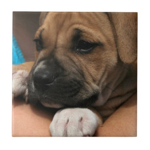 Baby Boxer Tile