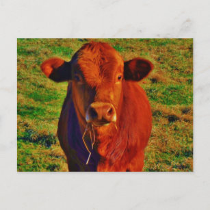 BABY BROWN COW EATING POSTCARD