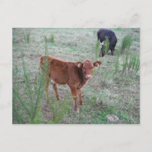 Baby Brown Cow . Postcard