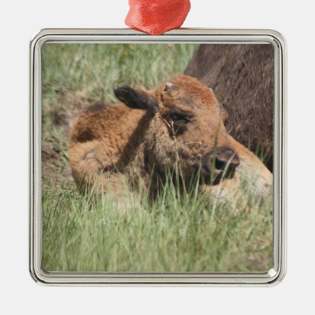 Baby Buffalo Ornament (Front)