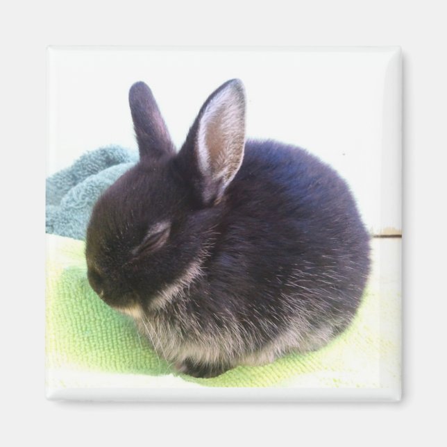 Baby Bun Magnet - Sydney (Front)