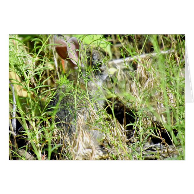 Baby Bunny (Front Horizontal)