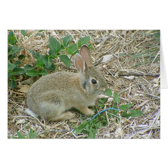 Baby Bunny And Leaf (Front Horizontal)