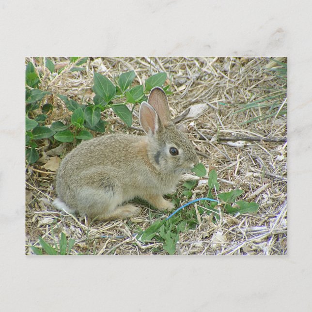 Baby Bunny And Leaf Postcard (Front)