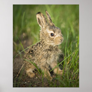 Baby Bunny in the Grass Poster