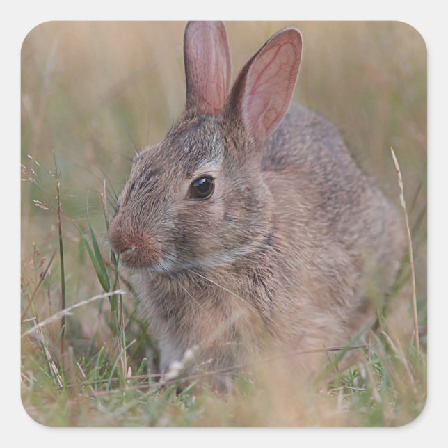 Baby bunny in the grass square sticker (Front)