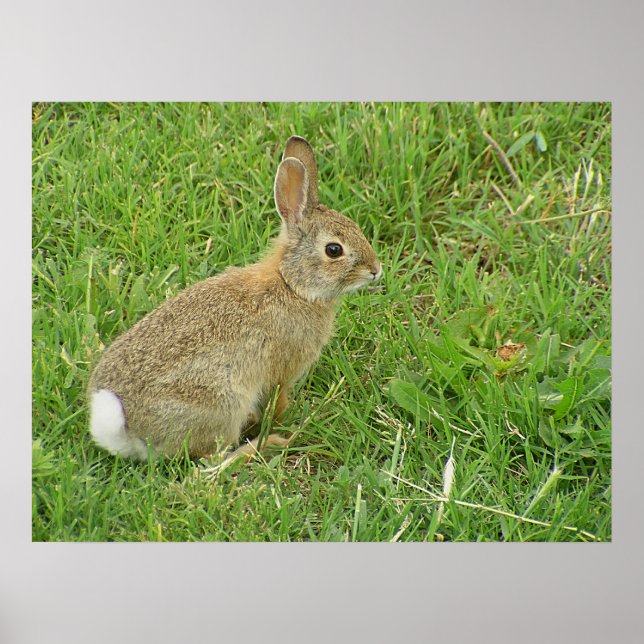 Baby Bunny On Lawn Poster (Front)