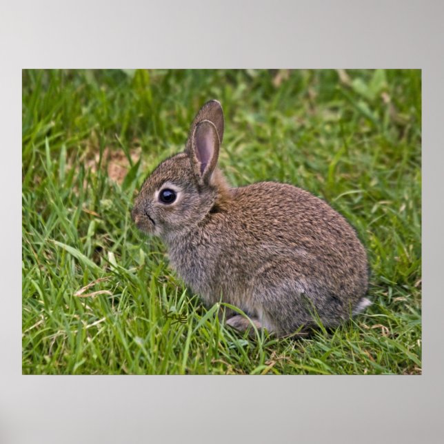 Baby Bunny Print (Front)