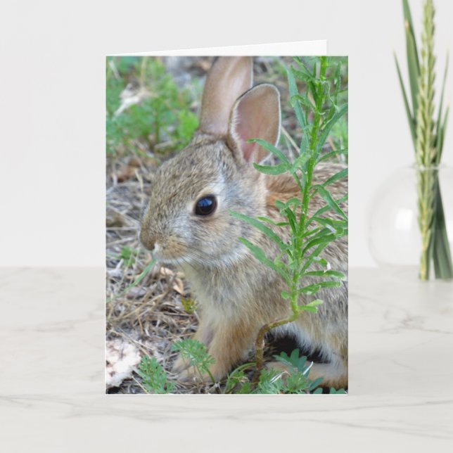 Baby Bunny Rabbit Greeting Card (Front)