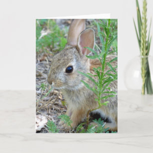 Baby Bunny Rabbit Greeting Card