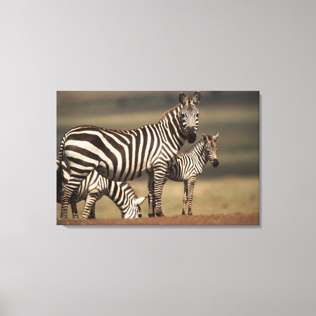 Baby Burchell's Zebra with mother Canvas Print (Front)