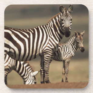 Baby Burchell's Zebra with mother Coaster