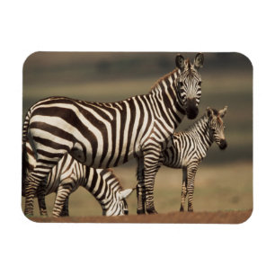 Baby Burchell's Zebra with mother Magnet